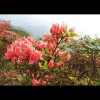 南岳映山红(312721921)QQ头像