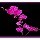 淡定的歡愉，紫色蘭花(744575258)QQ头像
