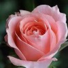 带刺的玫瑰(769746798)QQ头像
