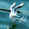 海鸥(894029212)QQ头像