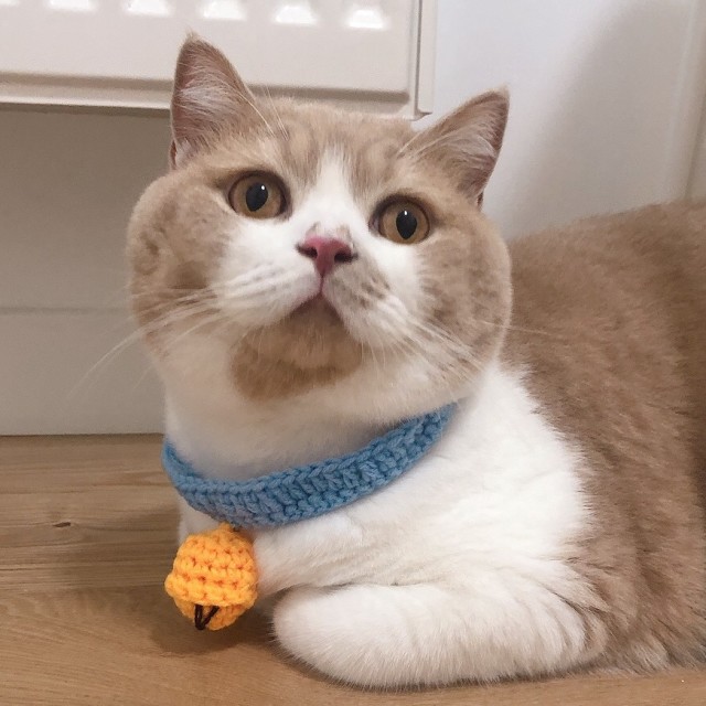 QQ 头像