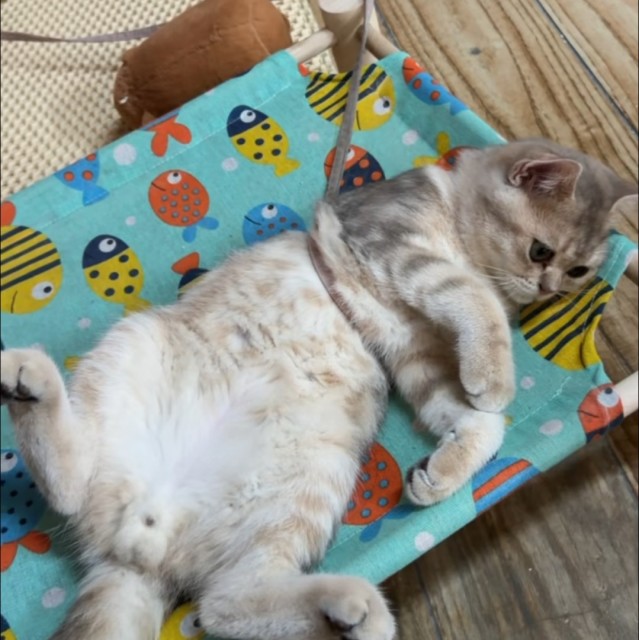 QQ 头像