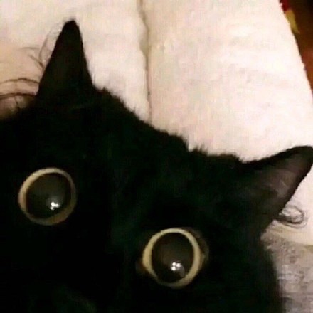 神秘布偶猫 云中烛火，顾盼依稀如昨