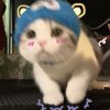 ningnian的头像-好软猫