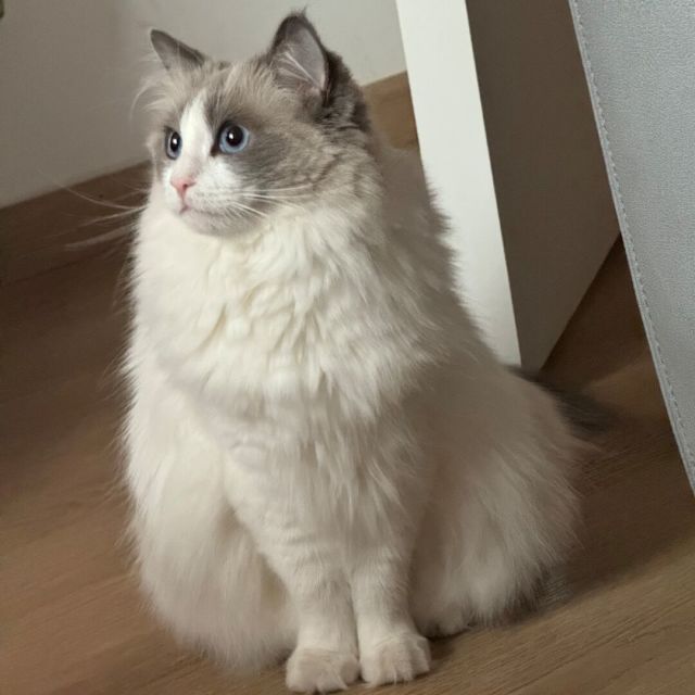 QQ 头像