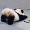 的头像-好软猫