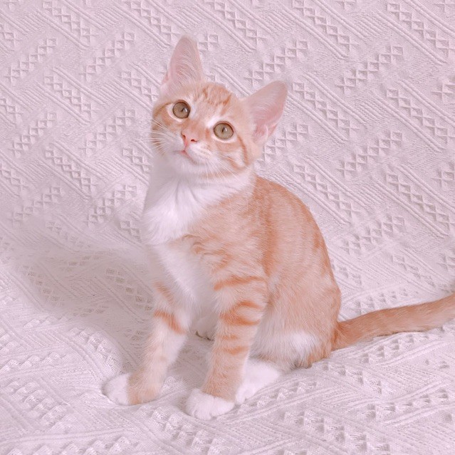 QQ 头像