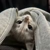 ^离笺.的头像-好软猫
