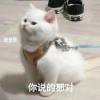 hch196306的头像-好软猫