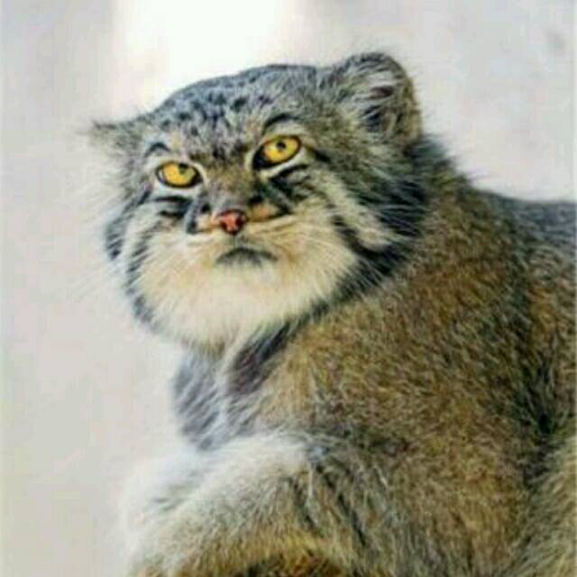 QQ 头像