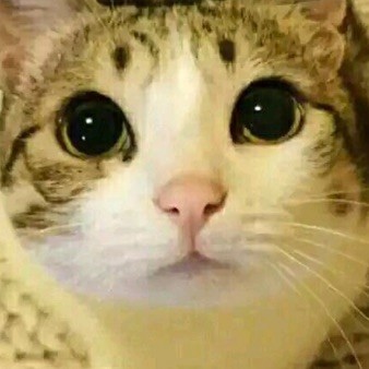 QQ 头像