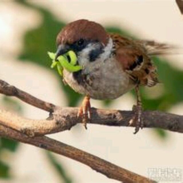 QQ 头像