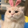 �ӱ�ֱǩ �������߹�Ψһ�籣7��һ��