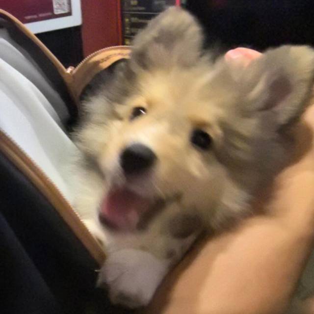QQ 头像