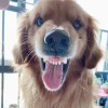 克瑞斯炮炮
