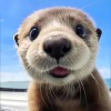 諾布