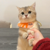 ウイス