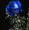 https://q.qlogo.cn/qqapp/101260148/0FB78179B69AA519A2E38A931A71BEDF/100