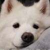 https://q.qlogo.cn/qqapp/101260148/423849939D34588E70DF16243AB2ECA1/100