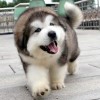 https://q.qlogo.cn/qqapp/101260148/D11F789239883E8796EB85E5287B14D8/100