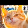2510302244@qq.com