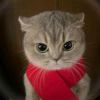 1685776787@qq.com