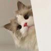1351325592@qq.com