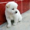 1217145283@qq.com