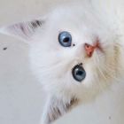 aaaaa