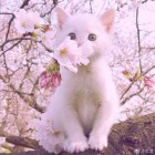 无●殇