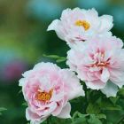 镜花水月