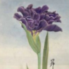 Iris N