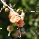 薰衣草