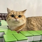 　 ♚       __迷鹿__