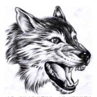 → wolf ↑