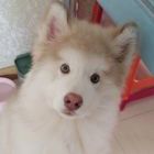 心海紫竹