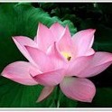 尘缘