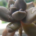 留心的残片