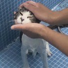 嬉ˆ清影の韵╯