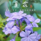爱赌气的泡泡