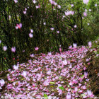 轻盈飞花
