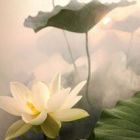 指间沙