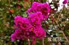 sunheqi