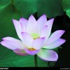 心静如水