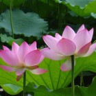 吟风逐月
