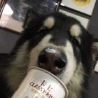 __淡茶゛