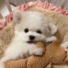 黑白记忆中的彩色身影-