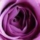 紫衣玫瑰