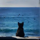          Le chat.