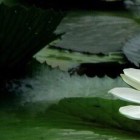 闪电葛雷